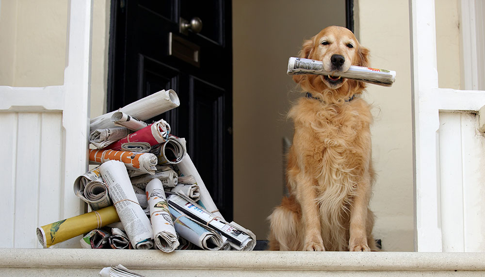 Dog holding newspaper